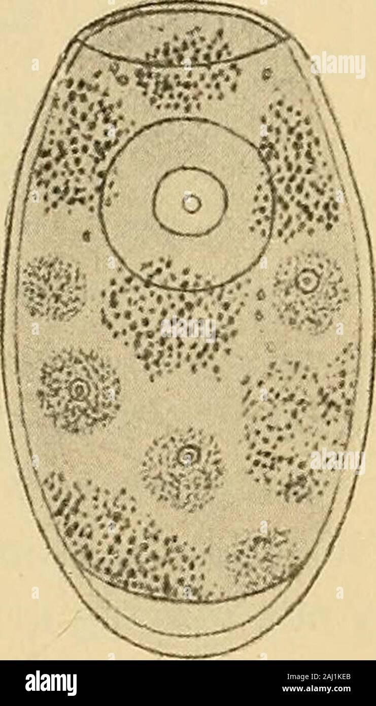 Diagnostic methods, chemical, bacteriological and microscopical : a text-book for students and practitioners . i. The eggs of this parasiteare much more frequently found in the sputum than arethe parasites themselves, so that the diagnosis will restwith the finding of these ova. These eggs measurefrom 80 to 100 microns in length and 40 to 60 microns inwidth. They are brownish in color, oval in shape,have a smooth thin shell and a lid near one end whichis quite characteristic The parasite is from 8 to 10mm. long, 4 to 6 mm. wide, and is very markedlyrounded anteriorly, being nearly as thick as Stock Photo