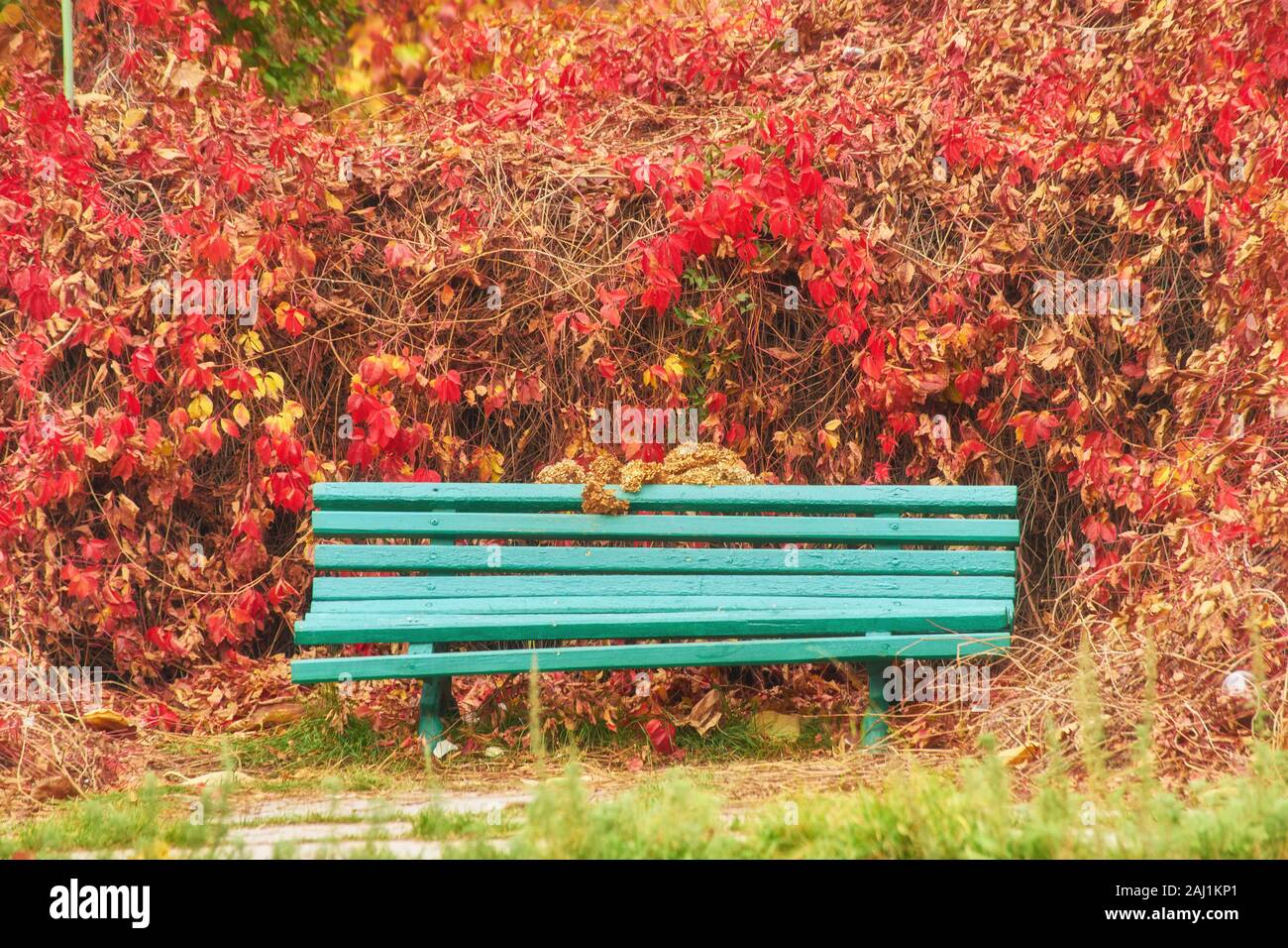 Park with bench on alley in yellow autumn Stock Photo - Alamy