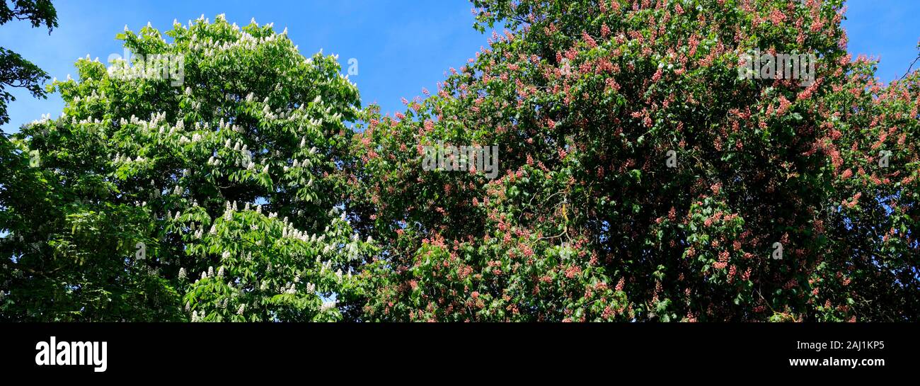 White And Red Horse Chestnut Tree Blossom High Resolution Stock Photography And Images Alamy