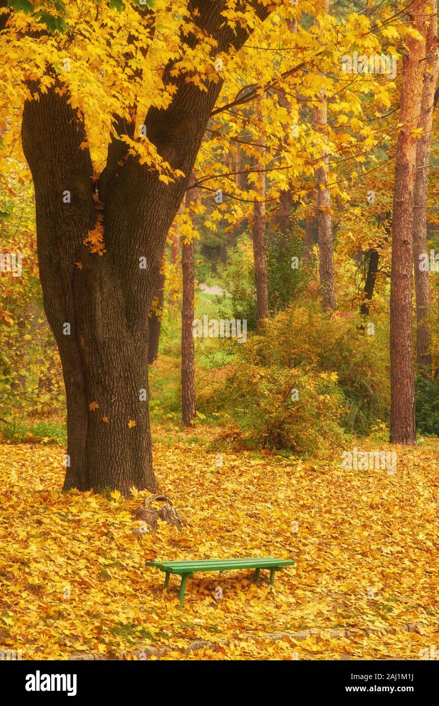 Park with bench on alley in yellow autumn Stock Photo - Alamy