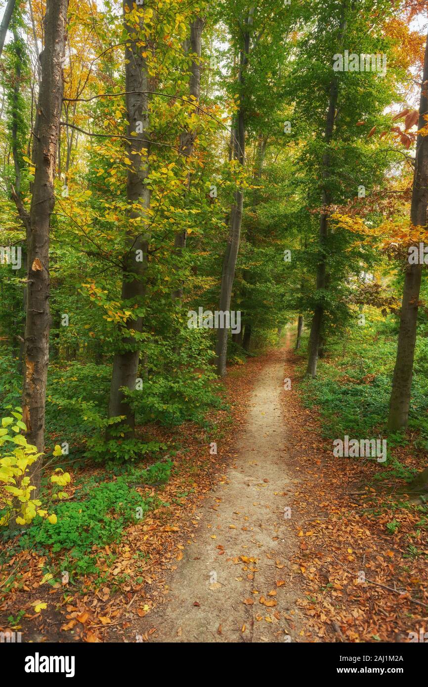 Beautiful romantic alley in a park with colorful trees and sunlight ...