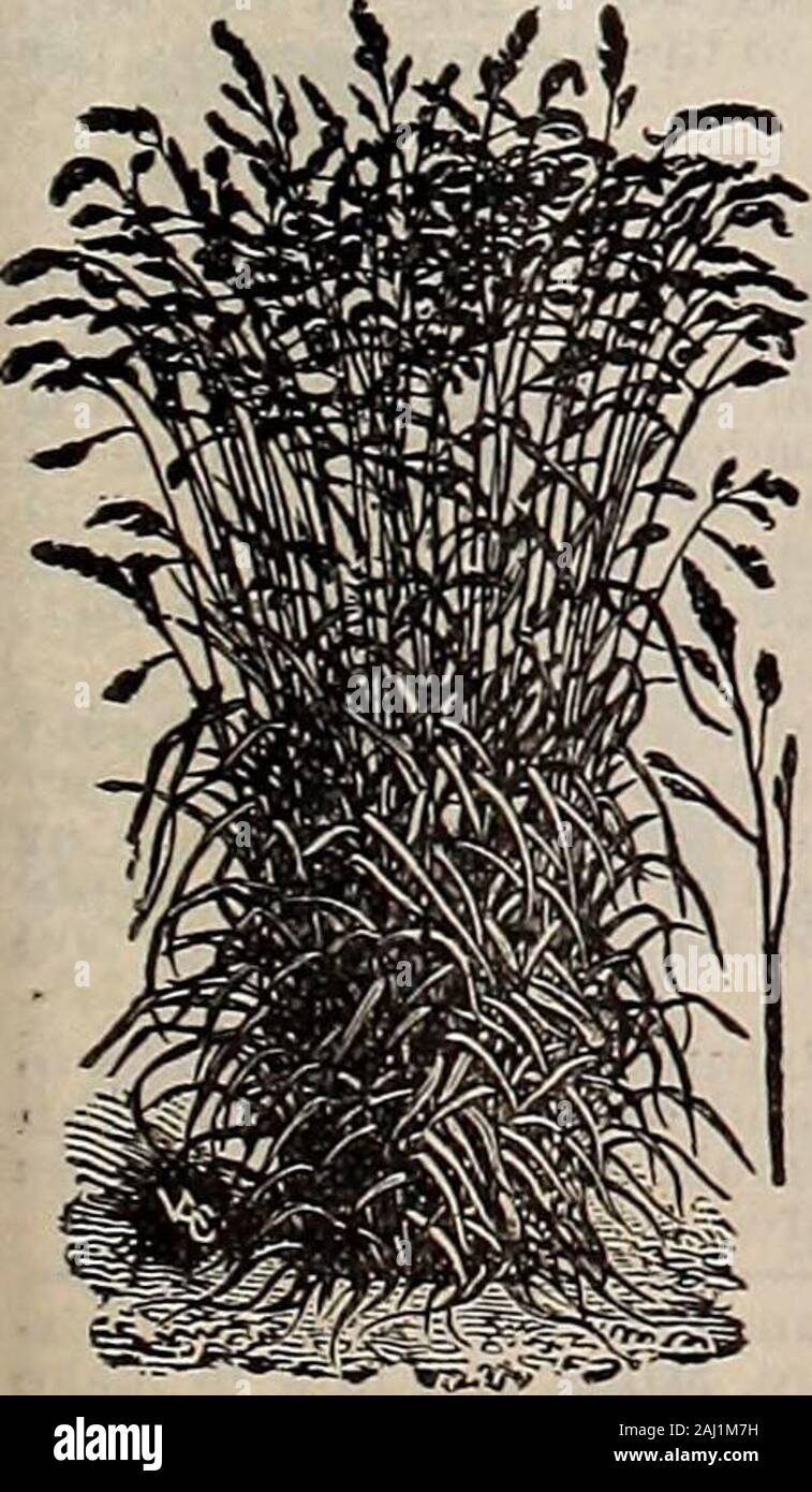Livingston's seeds : 1902 'true blue' annual . Millet CloVer Brome Grass. RHODE ISLAND BENT GRASS (Aqrostis canirea)—Val- uable for lawns. Sow 35 to 50 lbs. per acre for lawes, 20to 30 lbs. for pasture. (Bus. 12 lbs.) Lb., 35c.; 10 lbs.,§2 50; 100 lbs., §20.00. PERENNIAL RYE GRASS {Lolium perenne)—Very nu-tritious; valuable for meadows or permanent pastures;rapid grower. Sow 25 to 35 lbs. per acre. (Bus. 24 lbs.)Lb., 25c.; 10 lbs., §1.00; 100 lbs., $8.00. MEADOW FESCUE {Festuca pra^ensis)—Thrives in allsoils; excellent for permanent pastures: starts early;very productive. Sow 25 to 35 lbs. per Stock Photo