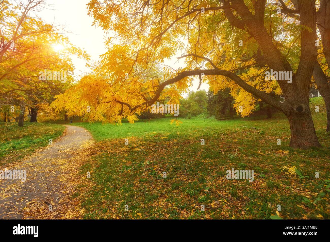 Beautiful romantic alley in a park with colorful trees and sunlight ...
