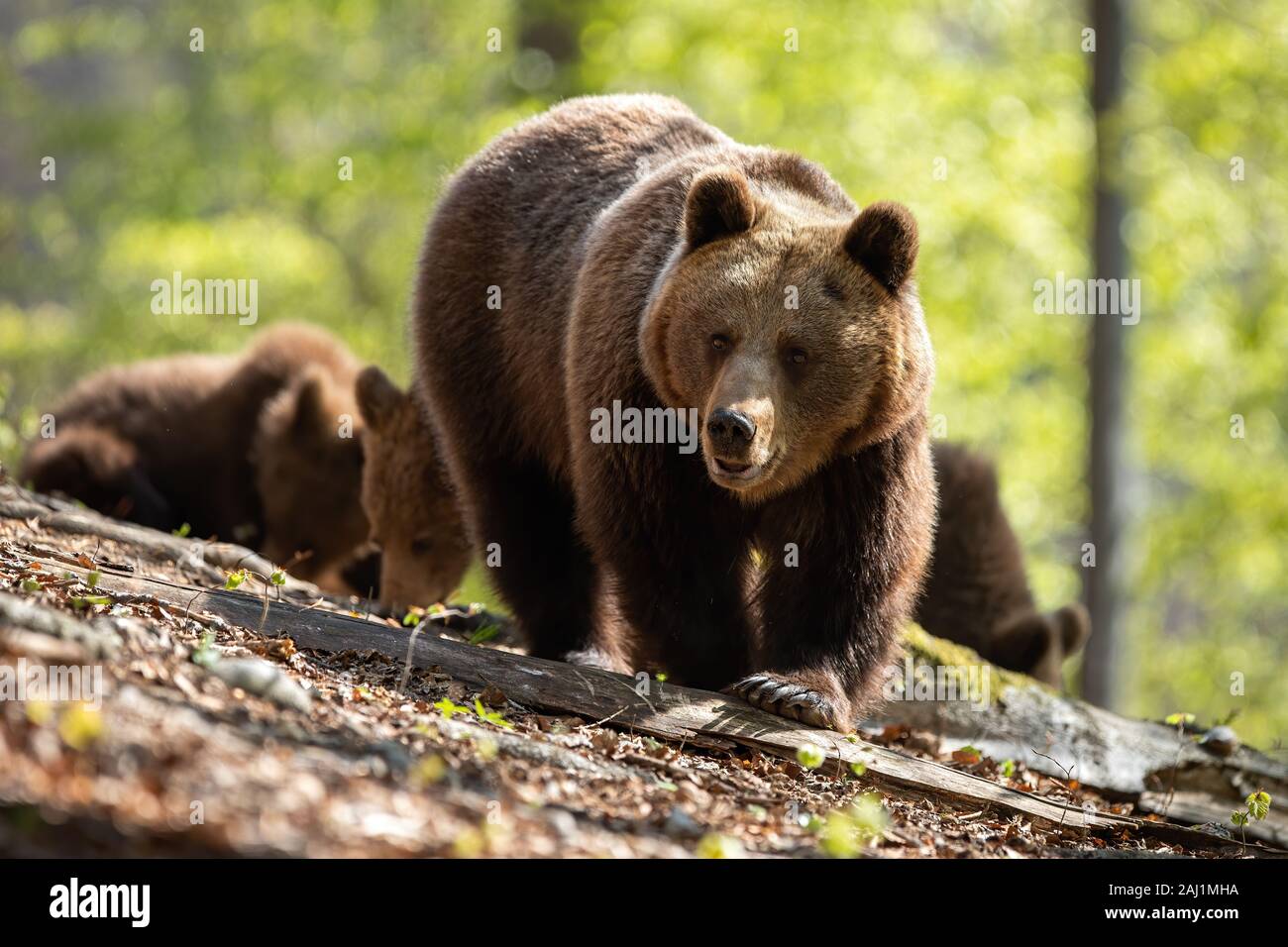 Mother brown bear leading her two cubs on the way through the forest ...