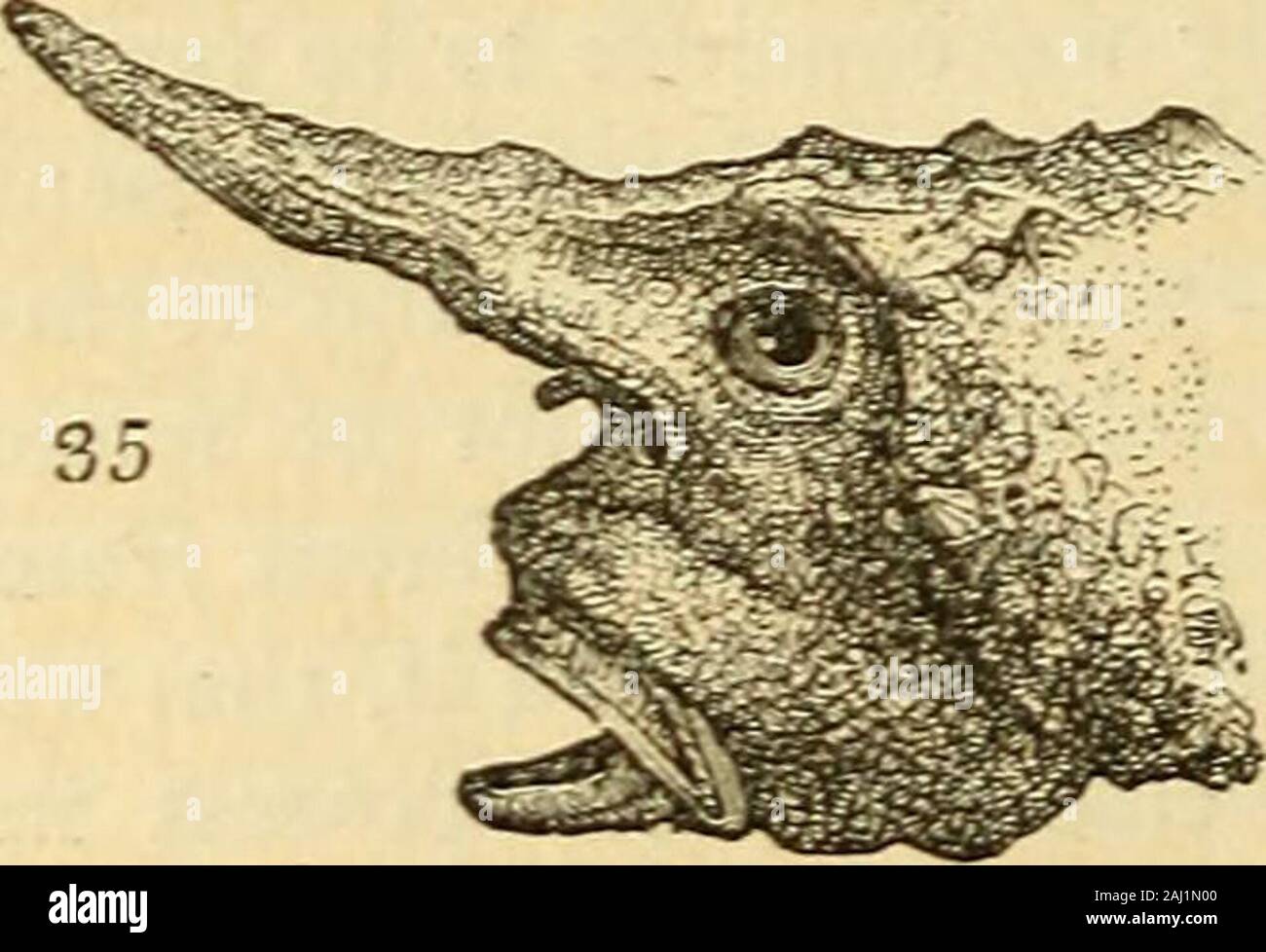 The natural history of fishes, amphibians, & reptiles, or monocardian animals . the most grotesque—we had almost said the most hide-ous—of all fishes, and, as their vernacular name of frog-fish implies, they have nearly as much the appearance offrogs or toads as of fish; this similarity may be perceivedin the headof Malthe nasuta(fig.S5.). The late Mr.Ben- net has very justly insisted onthe intimate affinity betweenthese strange-looking crea-tures and the file-fish, or Ba-listidce, — an affinity whichhas only been disturbed, aswe believe, in the RegneAnimal. The imaginationcan scarcely conceiv Stock Photo