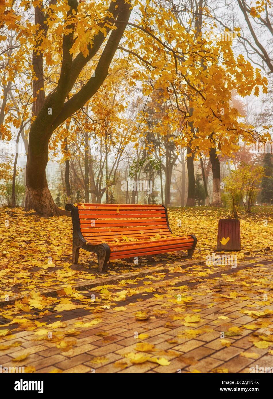 Park with bench on alley in yellow autumn Stock Photo - Alamy
