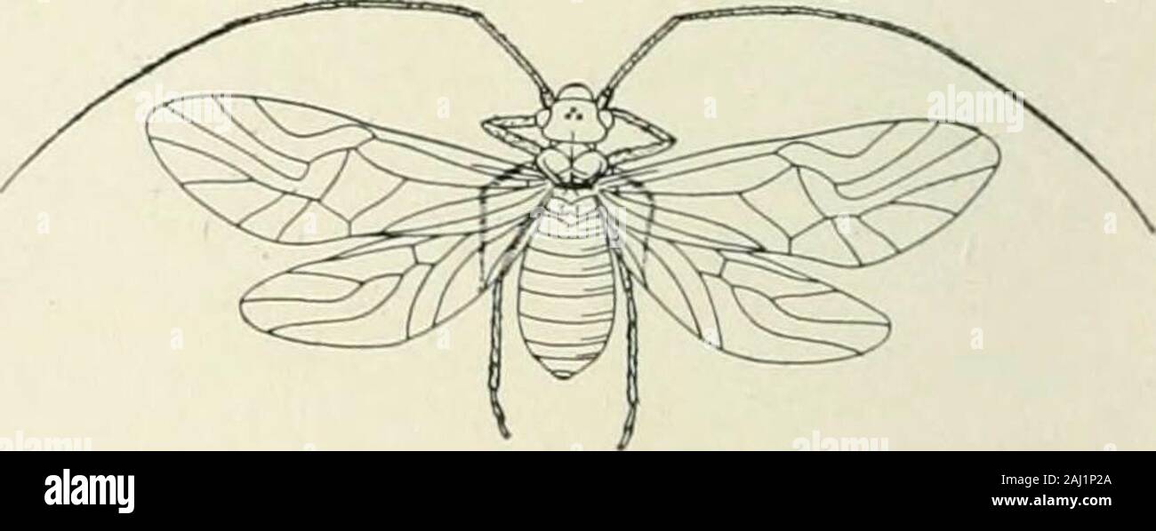 Entomology : with special reference to its biological and economic aspects . artshypognathous. Protho-rax reduced. Wingspresent, rudimentary orabsent; front pair thelarger; veins few and ir-regular. Abdomen withnine or ten segments andno cerci. Integument delicate. Example, Psocus (Fig. i6).About two hundred species. Comstock raises Psocidae to the rank of an order, for whichhe employs, in a new sense, Brauers term Corrodcntia. Suborder Mallophaga.—Wingless flattened insects, of para-sitic habit. Head largocelli or else absent. An-tennae 3-5 jointed. Mouthparts prognathous. Pro-thorax distinct Stock Photo