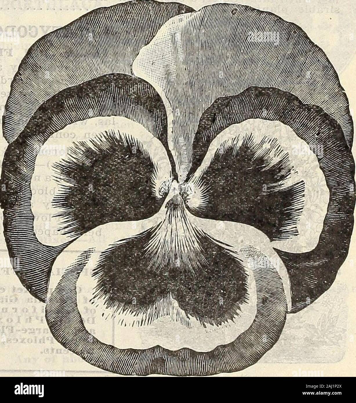 Farm and garden annual : spring 1907 . PANSY PSTCHB,. CUKRIUS I.TliU.ATI&lt;nAL BUXTUBB PANSIES, 76 CURRIE BROTHERS COMPANY, MILWAUKEE, WIS. Stock Photo