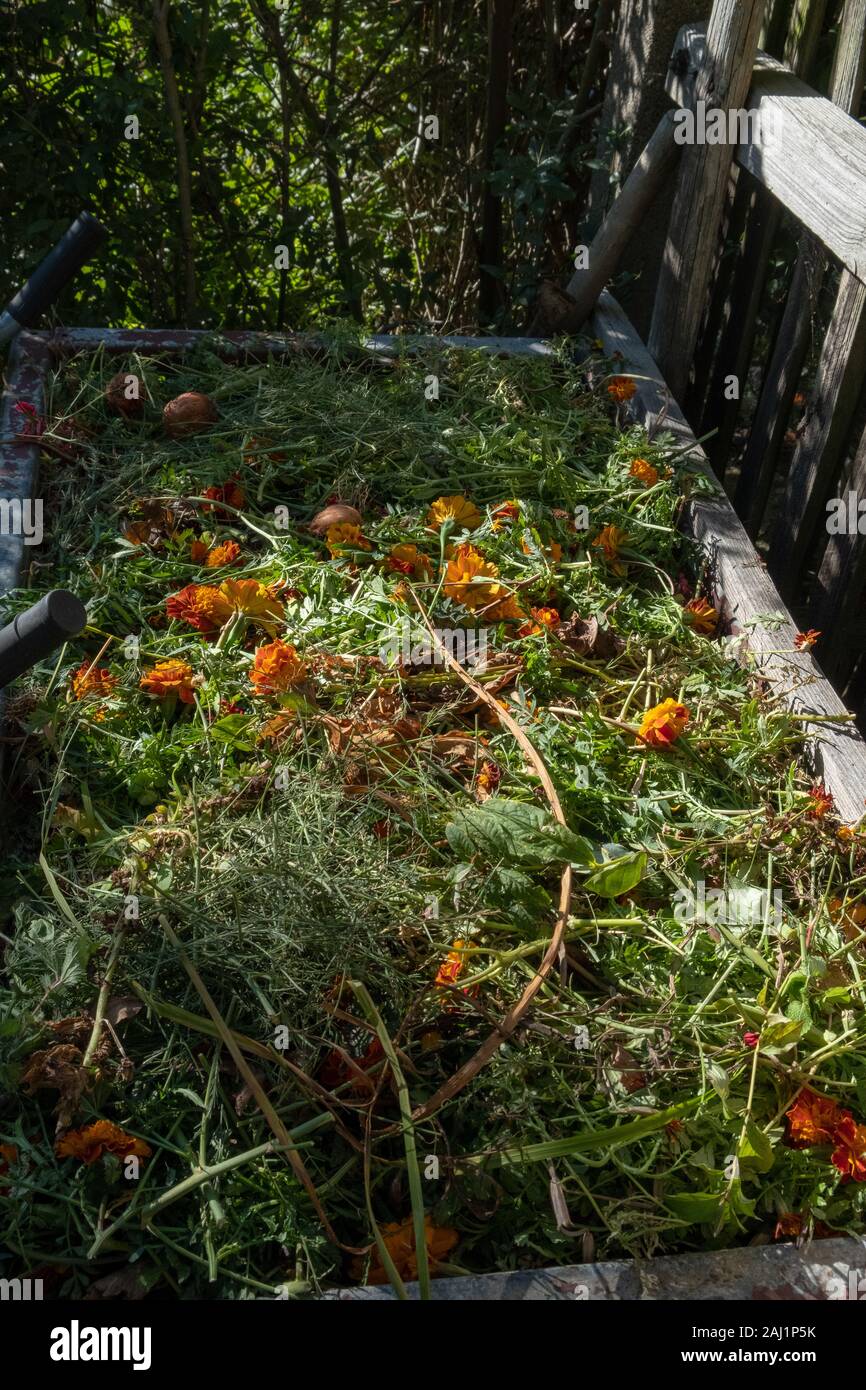 a compost heap with vegetable waste in the garden Stock Photo Alamy