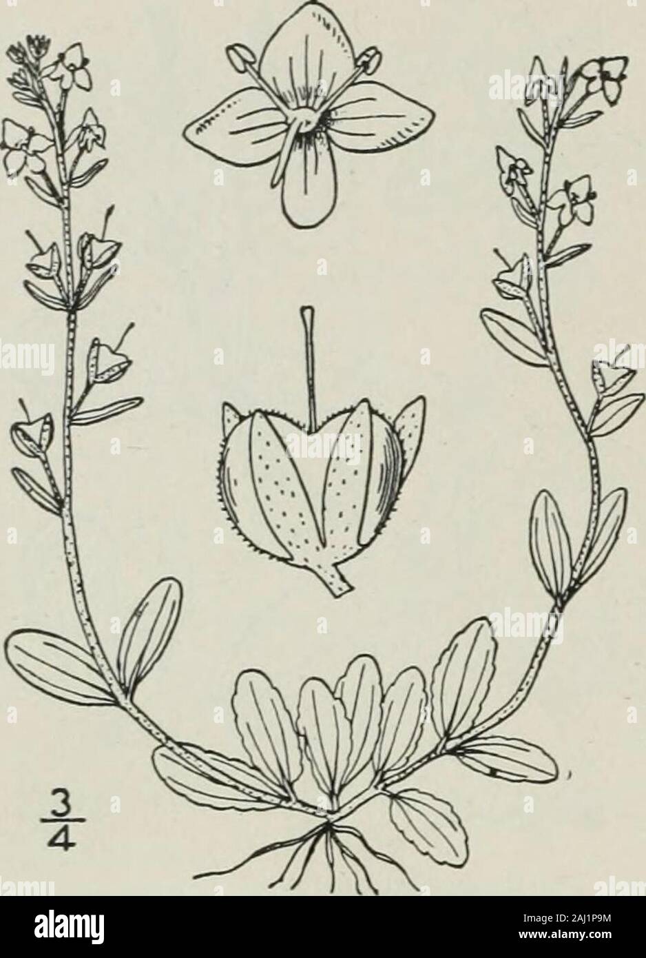 An illustrated flora of the northern United States, Canada and the British possessions : from Newfoundland to the parallel of the southern boundary of Virginia and from the Atlantic Ocean westward to the 102nd meridian . 202 SCROPHULARIACEAE. Vol. III.. 7. Veronica serpyllifolia L. Thyme-leavedSpeedwell. Fig. 3802. Veronica serpyllifolia L. Sp. PI. 12. 1753. Perennial, puberulent or glabrous; stems slender,decumbent, branched, the branches ascending orerect, 2-io high. Leaves all opposite and petioled,or the uppermost sessile, oblong, oval, or ovate, -¥long, crenulate or entire; flowers in sh Stock Photo