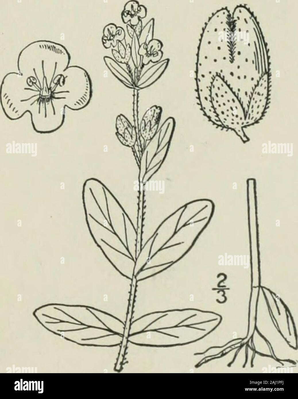 An illustrated flora of the northern United States, Canada and the British possessions : from Newfoundland to the parallel of the southern boundary of Virginia and from the Atlantic Ocean westward to the 102nd meridian . birds-eye, cats-eye, base vervain. Forget-me-not. May-July. Veronica Teucrium L., also European, similar toV. Chamaedrys, but with oblong to lanceolatecrenate leaves, has been found in New England andOhio. 6. Veronica Wormskioldii R. & S. Worms-kiolds Speedwell. Fig. 3801. V. Wormskioldii R. & S. Syst. i: loi. 1817. Perennial, pubescent or nearly glabrous; stemsascending or er Stock Photo