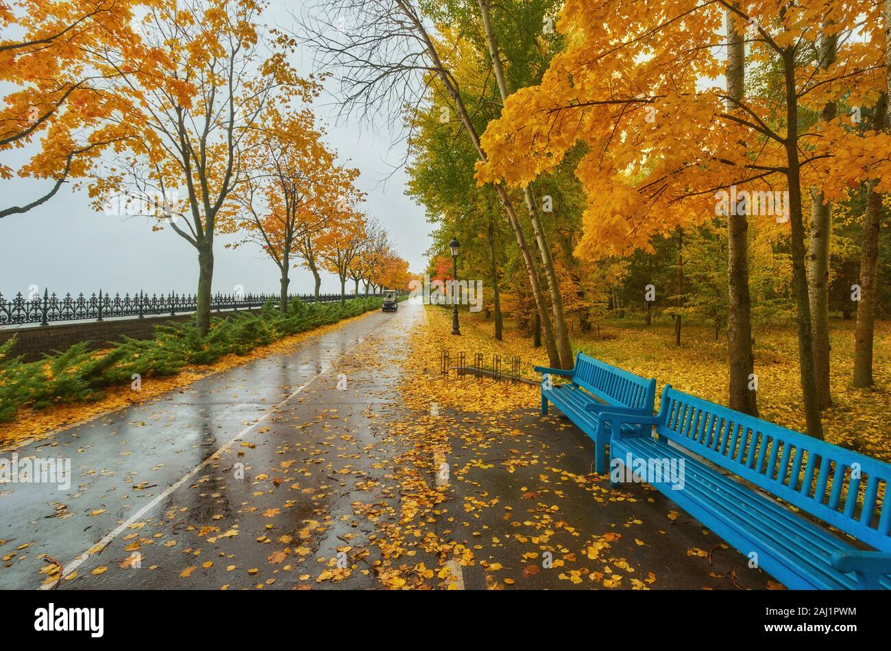 Autumn park bench, rainy texture background. Rain in autumn park, drops