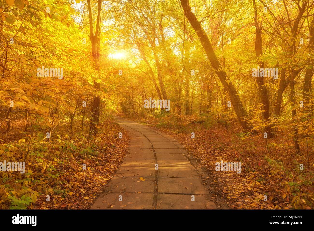 Beautiful romantic alley in a park with colorful trees and sunlight ...