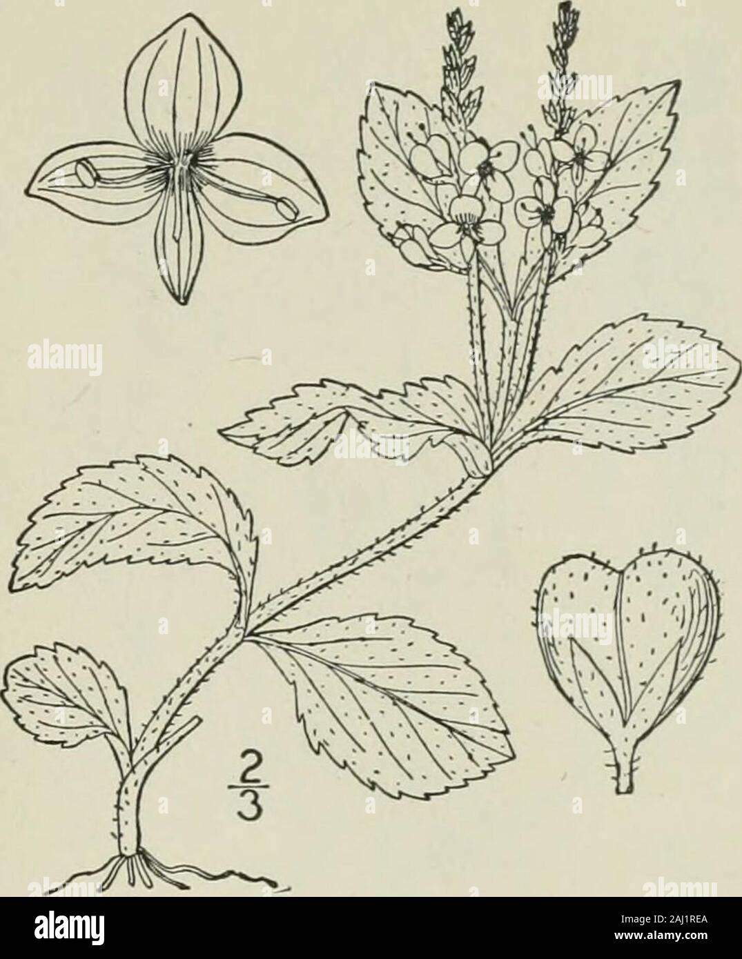 An illustrated flora of the northern United States, Canada and the British possessions : from Newfoundland to the parallel of the southern boundary of Virginia and from the Atlantic Ocean westward to the 102nd meridian . lis L. Common Speed-well. Fluellin. Gipsy-weed. Fig. 3799.Veronica officinalis L. Sp. PI. 11. 1753. Perennial by stolons, pubescent all over; stem as-cending, s-io high. Leaves oblong, oval, or obo-vate, petioled, V-2 long, obtuse at the apex, serrate,narrowed into the petioles; racemes spike-like, nar-row, dense, elongated, often borne only in alternateaxils, much longer than Stock Photo