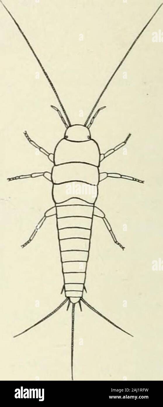 Entomology : with special reference to its biological and economic aspects . Campodea. Length,3 mm. Lepisma. Length,10 mm. tera, Hymenoptera. Diptera and Aptera. The wingless in-sects termed Aptera were soon found to belong to diverseorders and the name has now become so ambiguous as to meetwith little approbation. From the Linnaean group Hemiptera, the Orthoptera wereset apart; the old order Neuroptera, a heterogeneous andunnatural group, has been split into several distinct orders,and many other changes in the classification have been neces-sary. Without entering any further into the history Stock Photo