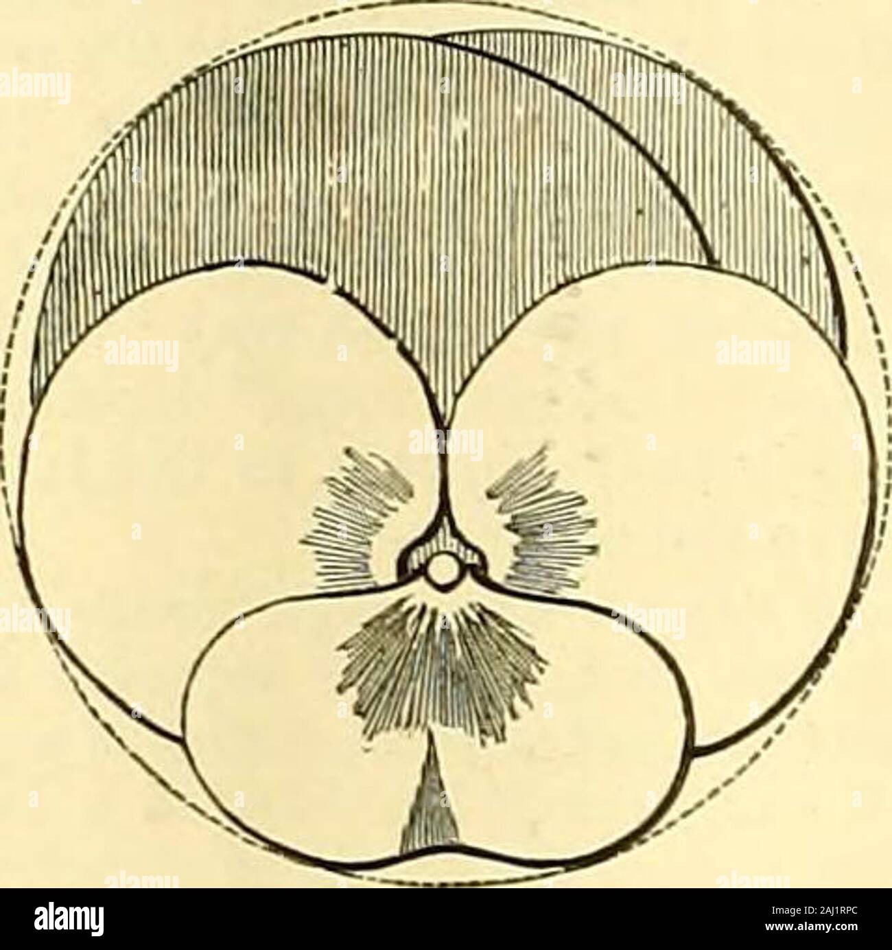 The Gardeners' chronicle : a weekly illustrated journal of horticulture and allied subjects . individually small, are sonumerous that they hide the grey foliage by theirsheets of bloom. It delights in a light dry soiland a sunny position, where it will last for yearsin good condition.^although it is all the betterfor being cut back after flowering; it is easily * Scilta (« Ledebouria) axillaris, C. H. Wright.—Bulbusovoideus, 2 poll, diani. Folia elliptico oblonga, acuta,basi paullo contracta, synanthia, basi subter maculisparvis brunneo-purpureis, supra prope apicem maculis3-7 lin. longis nota Stock Photo