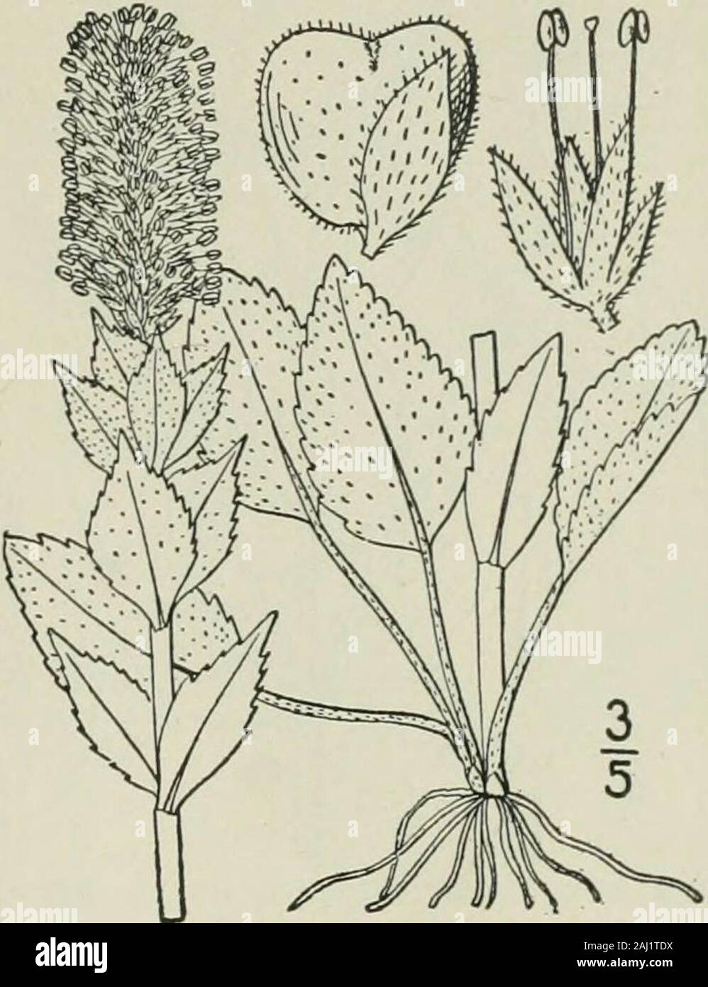 An illustrated flora of the northern United States, Canada and the British possessions : from Newfoundland to the parallel of the southern boundary of Virginia and from the Atlantic Ocean westward to the 102nd meridian . Genus 22. FIGWORT FAMILY. 199 2, Synthyris rubra (Hook.) Benth. Western Synthyris. Fig. 3795. Gymnandra rubra Hook. Fl. Bor. Amer. 2: 103. pi. 172.1838. Synthyris rubra Benth. in DC. Prodr. 10: 455. 1846. Wulfenia rubra Greene, Erythea 2: 83. 1894. Besseya rubra Rydberg, Bull. Torr. Club 30: 280. 1903- Similar to the preceding species but lower, pubescentor tomentose, seldom o Stock Photo