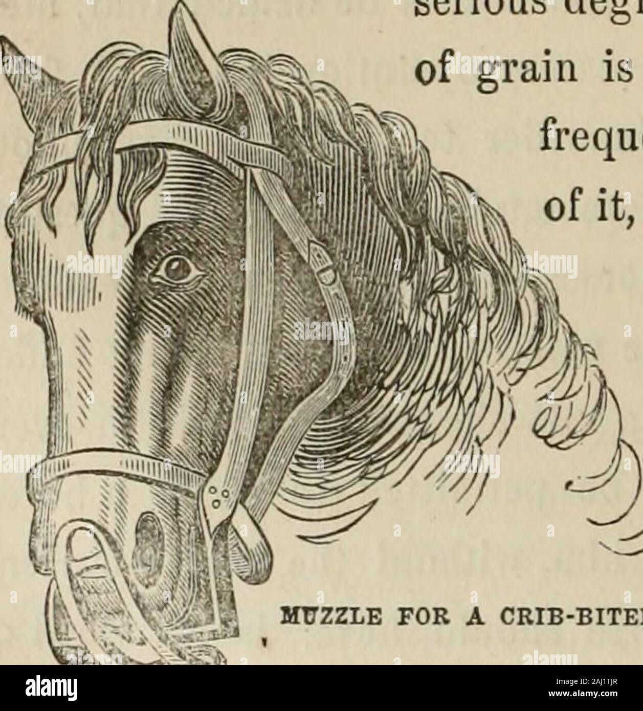 The Horse And Other Live Stock The Throat Aslight Grunting Is