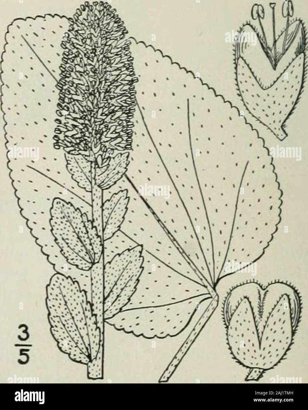 An illustrated flora of the northern United States, Canada and the British possessions : from Newfoundland to the parallel of the southern boundary of Virginia and from the Atlantic Ocean westward to the 102nd meridian . r. Bulls Synthyris. Fig. 3794. Gymnandra Biillii Eaton; Eaton & Wright, 259. 1840.Synthyris Houghtoniana Benth. in DC. Prodr. 10: 454. 1846.Wulfenia Houghtoniana Greene, Erythea 2: 83. 1894.Gymnandra Bullii Barnhart, Bull. Torr. Club 26 : 378. 1899.Synthyris Bullii Heller, Muhlenbergia i : 4. 1900. Pubescent; stem stout. i°-2i° high. Basal leavesovate or orbicular, rounded at Stock Photo