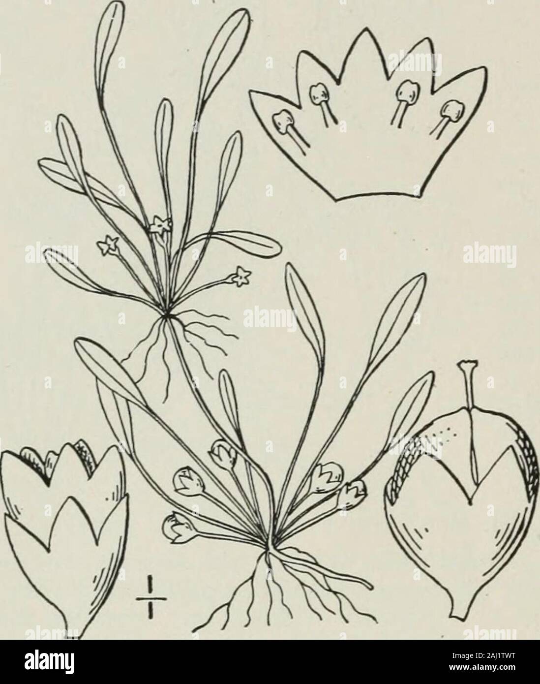 An illustrated flora of the northern United States, Canada and the British possessions : from Newfoundland to the parallel of the southern boundary of Virginia and from the Atlantic Ocean westward to the 102nd meridian . a L. Mudweed. Mudwort. Fig. 3793. Limosella aquatica L. Sp. PI. 631. 1753.Limosella tenuifolia Hoffm. Deutsch. Fl. 29. 1804.Limosella aiistralis R. Br. Prodr. Fl. Nov. Holl. 1: 443. 1810. Leaves Is long, the blade oblong, linear-oblong, narrowly linear or spatulate, ob-tuse, one-fourth or one-third as long asthe filiform petiole. Peduncles shorter thanthe leaves, arising with Stock Photo