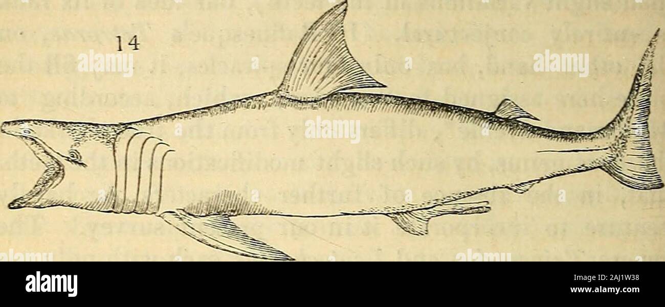 The natural history of fishes, amphibians, & reptiles, or monocardian animals . he length of twenty-five feet, and whichis a savage and destructive wanderer over the wholeocean. Its jaws are armed with innumerable cuttingteeth, acutely pointed at their tips, and generally den-tated on their margins, the base being very wide and * Mag. of N. Hist. No. xiii. p. 35— Differs only from Carcharias Cuv.by the teeth being of the same shape in the upper and lower jaw ; viz. thepoints directed towards the corner of the mouth, with a smooth edge, anda truncated protuberance, either smooth or indented, on Stock Photo