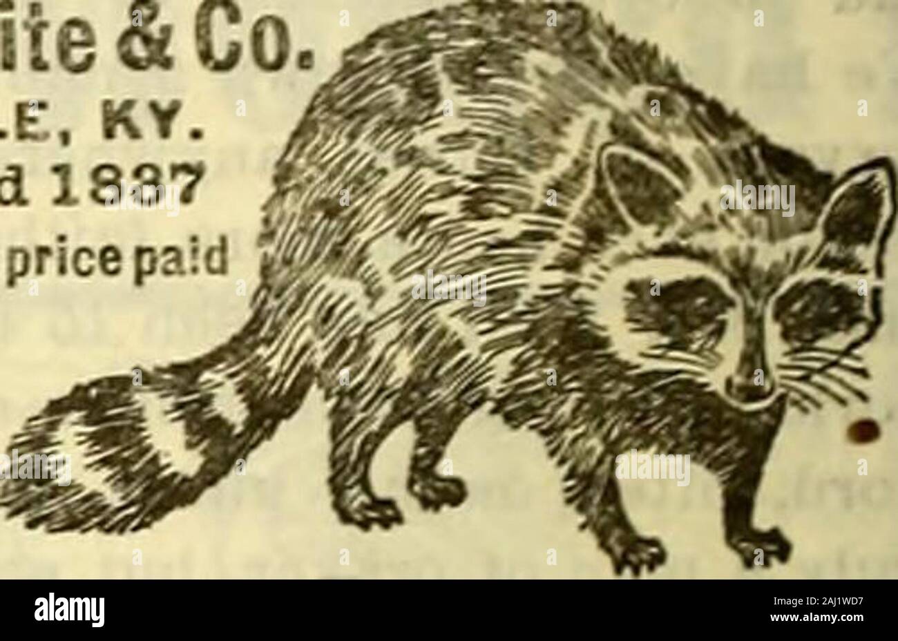 Tanned /" Split Open Raccoon Hides Trapping Furs Hats Red /& Green Tag