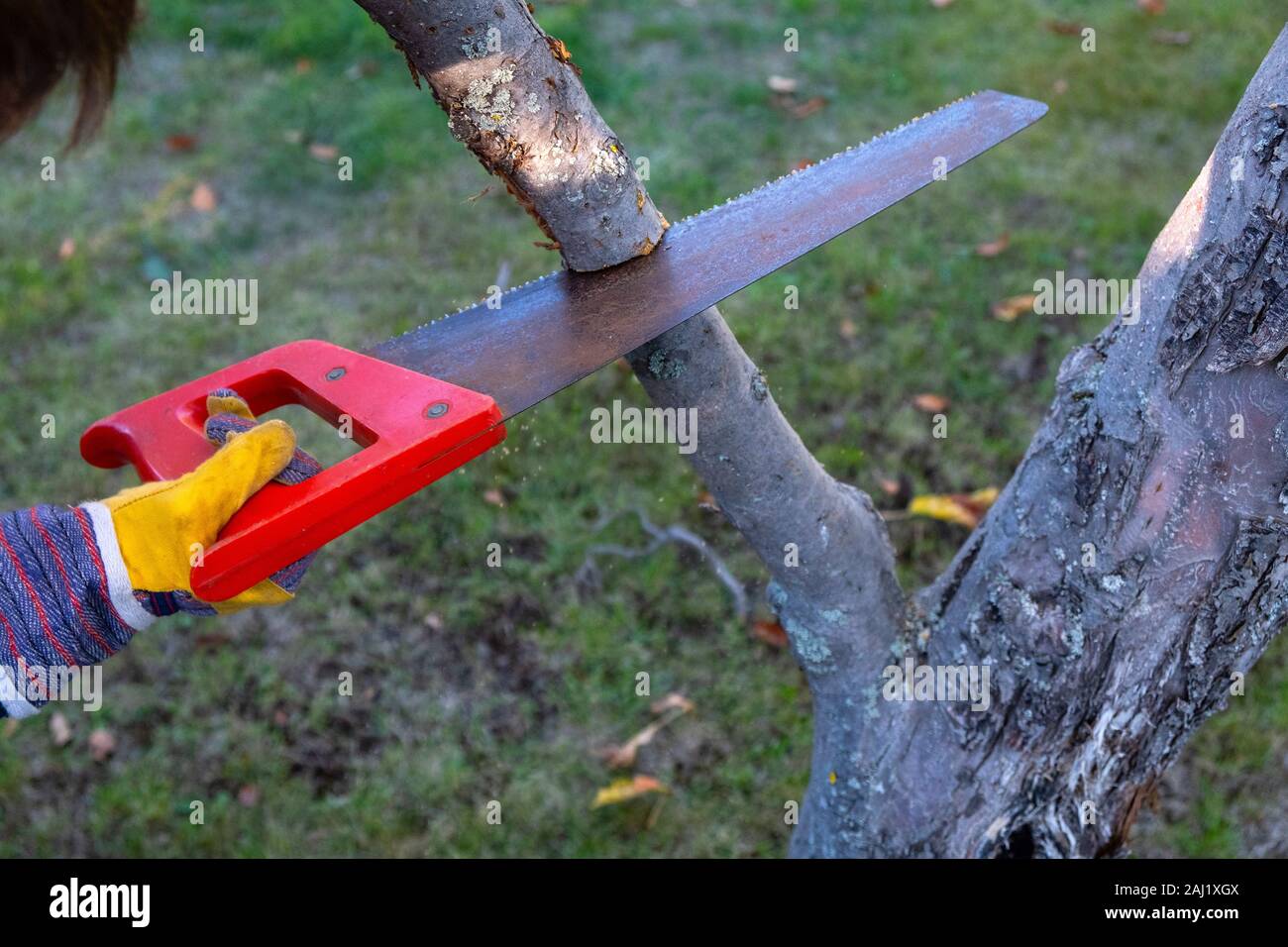 a child saws a branch in the garden with a garden saw Stock Photo Alamy