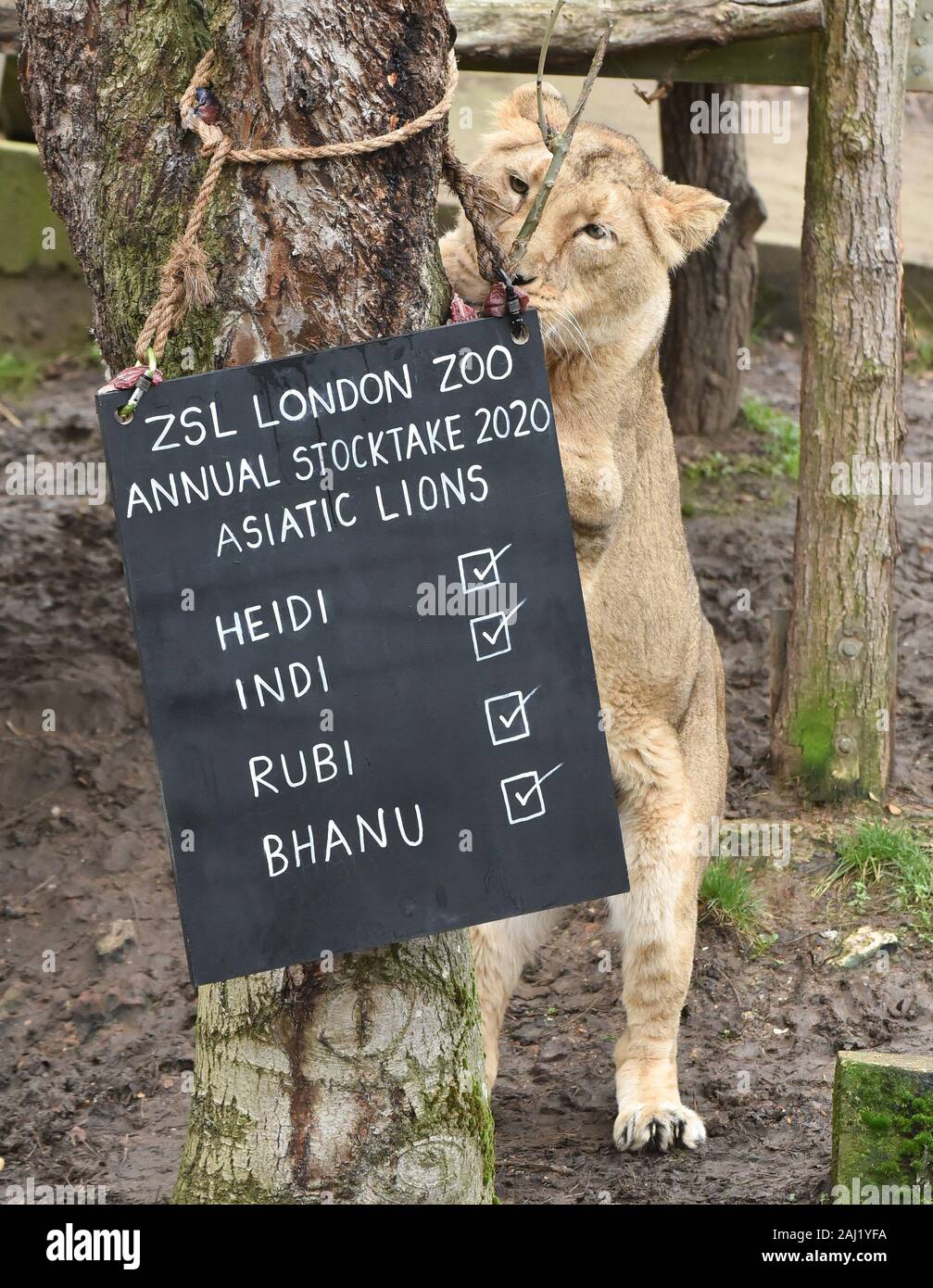 An Asiatic Lion being counted at the ZSL London Zoo Annual Stocktake