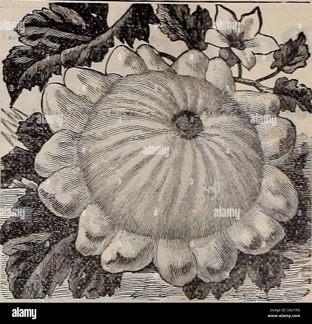 Livingston's seeds : 1902 'true blue' annual . liV White Bash ScaUop ScLoash. ilVINGSTON S PIE SQUASH,  J Called oy Some Seedsmen Pie Pumpkin. It is also claimed by some to be the same as .Winter Luxury Pumpkin; this is incorrect, Liv- stons Pie Squash being more smooth (showing  BO ribs whatever), and of more uniform growth in type and crop. We have alwa ys called it aS Squash, inasmuch as the family from whom wefirst obtained om- seed had always been in the  Nj habit of speaking of it as such. Whether SquashX, or Pumpkin, one thing is sure, it is far in ad- VANCE OF any PUMPKIN IN QUALI Stock Photo