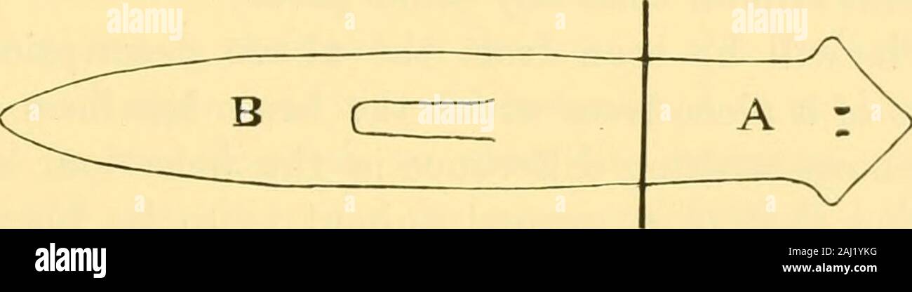 Quarterly journal of microscopical science . ^ similarto those obtained in case of the normal animal. Strongunilateral stimulation of the head causes the negativeIeaction, weak stimulation of the same sort the positivereaction. Stimulation at the posterior end causes the crawl-ing movement to appear, and altogether the appeai-ances areessentially the same as in the normal complete specimen. The posterior piece B (lacking the brain) behaves in asomewhat different manner. If the anterior end of this pieceis given a stimulus of moderate intensity anywhere on thecut surface the piece will usually Stock Photo