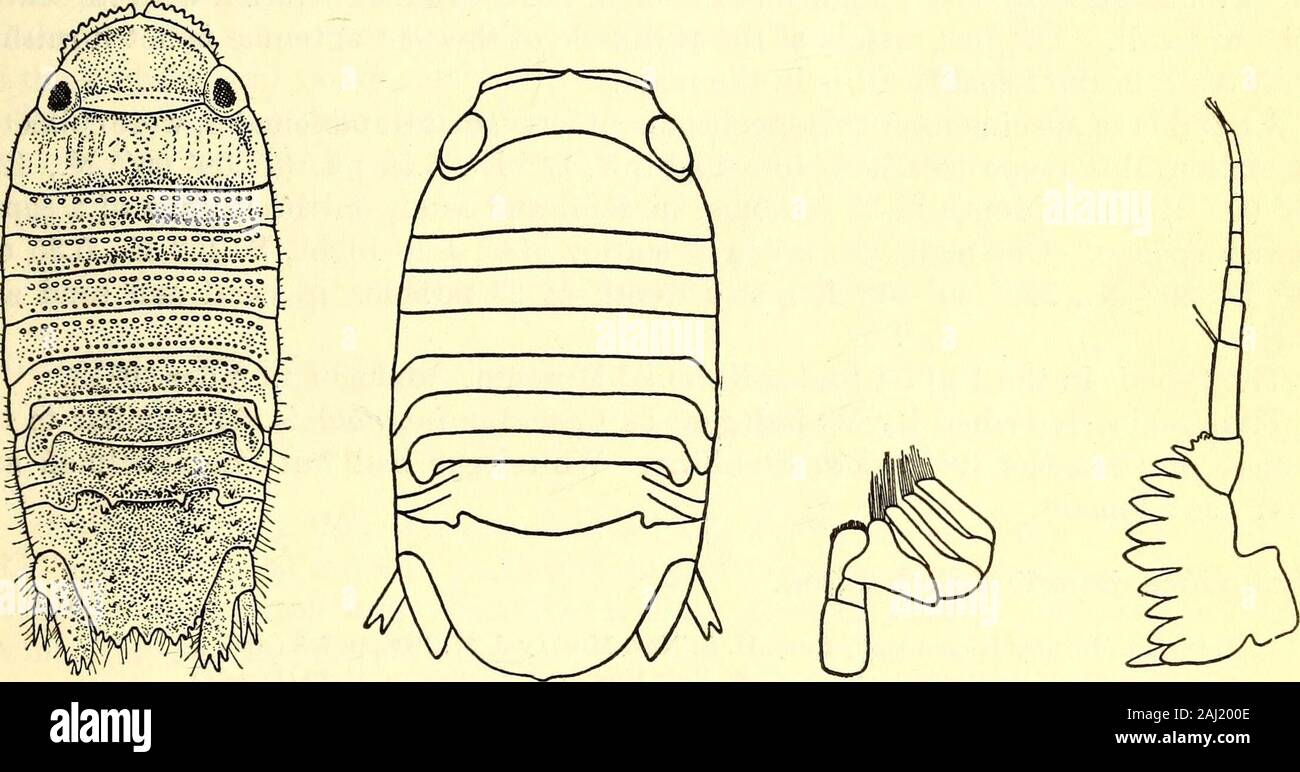 Marine isopods collected in the Philippines by the U.S fisheries steamer Albatross in 1907-08 . nly one specimen, a female, was collected, at station 5268, Matocot Point, S. 50° E.,5.80 mi. (13° 42/ 00 N., 120° 57 15 E.), at a depth of 170 fathoms, in sand andpebbles. The type is in the United States National Museum, catalogue number40917. A number of young Cymothoidx are from the following localities: Romblon, Bongao,Bongao Islands; San Miguel Harbor, Ticao Island; Tomindao Island; Busin Harbor,Burias Island; Panabutan Bay, Mindanao; Port Binanga; Nasugbu, Luzon; andstation 5128, Nogas Island Stock Photo