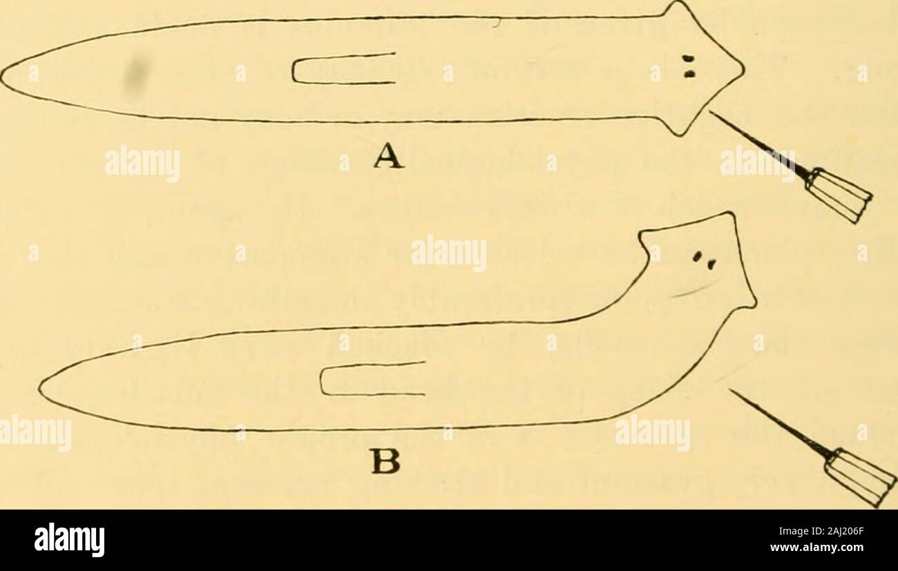 Quarterly journal of microscopical science . well-differentiated reactions give in response to strong .stimulation.It takes the animal away from what might be a dangerousobject. In Planaria the portion of the body which takes partin the turning away varies with the strength of the stimulusto a certain degree. Stimuli just strong enough to call forththe negative reaction will cause only the head to be turnedaway. The first turn away of the definite reaction never in-. FlG. Id. — Diaf^ram sliowincj ilie form of tlio no|Tative reaction to mcclian-iral stimuli. A sliows tlio position just, before Stock Photo