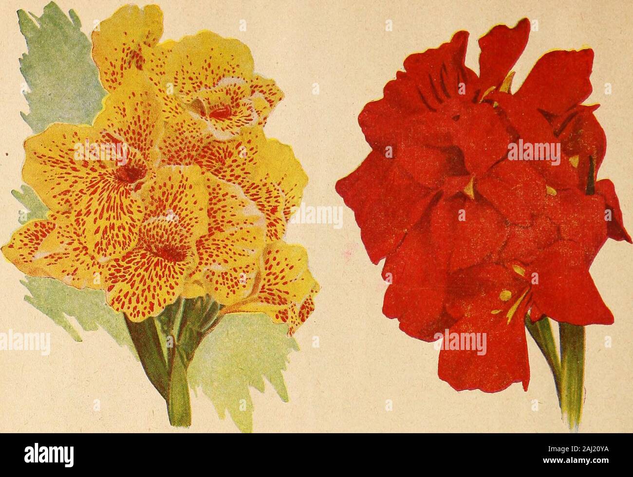 Vaughan's gardening illustrated . Carina Yellow Kino Humbert Canna Firebird Yellow King Humbert (4 feet) An orchid-flowering sport of the well-knownvariety King Humbert. Has the same habit ofgrowth as its parent; foliage a very dark green,with flowers measuring 5 to 7 inches across;individual petals 3 to 3 % inches in diameter. Some plants will occasionally give a scarletor scarlet striped flower, which we consider animprovement, rather than a defect. Each, 25c;doz., $2.00; 100, $12.00. From 4-inch pots, each, 35c; doz., $2.75; 100,$18.00, by express. Stock Photo