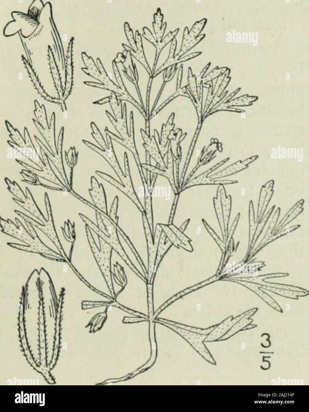 An illustrated flora of the northern United States, Canada and the British possessions : from Newfoundland to the parallel of the southern boundary of Virginia and from the Atlantic Ocean westward to the 102nd meridian . cidally dehiscent, the valves entire or 2-cleft.Seeds numerous, oblong, striate. [Guiana name.] About 8 species, natives of America. Besides the fol-lowing, another occurs in the southwestern UnitedStates. Type species : Conobea aquatica Aubl. I, Conobea multifida (^lichx.) Benth.Conobea. Fig. 3780. Capraria multifida Michx. Fl. Bor. Am. 2: 22. pi. .?5. 1803.Conobea multifida Stock Photo
