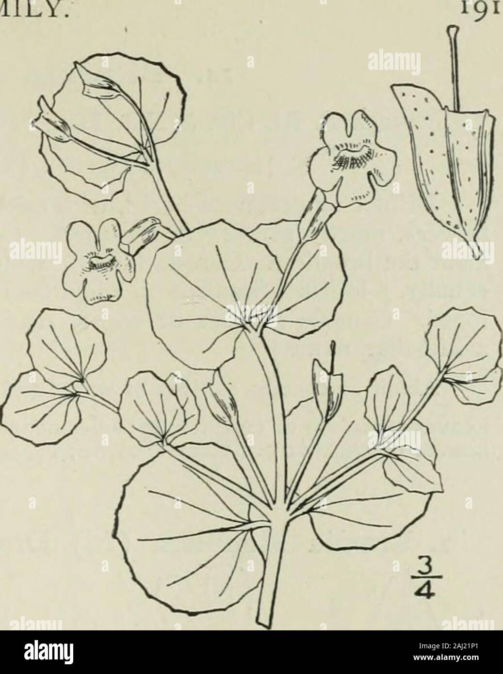 An illustrated flora of the northern United States, Canada and the British possessions : from Newfoundland to the parallel of the southern boundary of Virginia and from the Atlantic Ocean westward to the 102nd meridian . 4. Mimulus Geyeri Torr. Geyers Yellow Alonkey-tiower. Fig. 3778.M. Geyeri Torr. in Nicollet, Rep. Up. Miss. 157. 1843.Miniuhis Jamesii T. & G.; Benth. in DC. Prodr. 10: 371. 1846.M. glabratus var. Jamesii A. Gray, Syn. Fl. N. A. Ed. 2, 2: 447. 1886. Perennial by stolons, glabrous or nearly so;stems slender, creeping, diffusely branched, root-ing at the nodes, 6-i8 long. Leaves Stock Photo