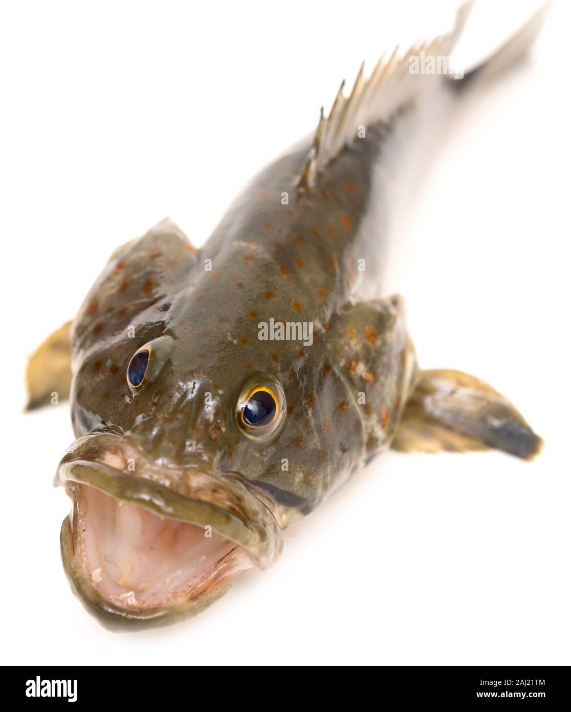 Alive fresh grouper isolated on white background Stock Photo