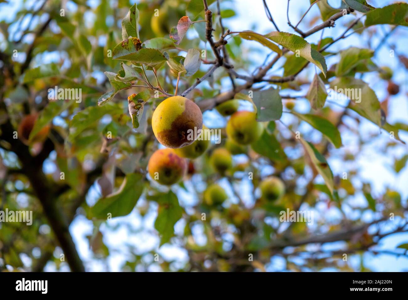 rotten apples hang from a tree in autumn Stock Photo