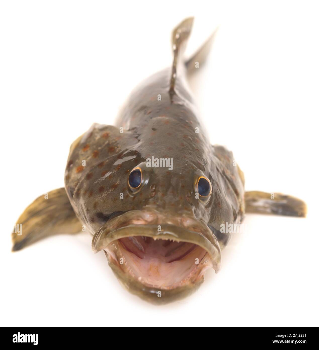 Fresh grouper isolated on white background Stock Photo