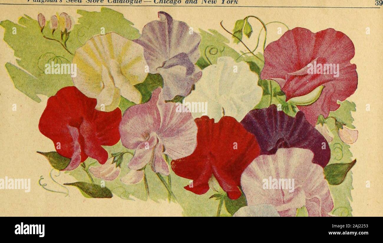 Vaughan's gardening illustrated . ., 10c. 3990 Snow Storm. A good early pure whitefor late planting. Pkt. (25 seeds), 10c. 39° 1 The Beauty. The color is a very darkfiery rose. Pkt. (25 seeds), 10c. 3992 Venus. Standard white, slightly blushedpink wings. Pkt. (2 5 seeds), 10c. 3993 Warbler. Rich mauve purple. Pkt., 10c. 3994 Wedgewood. Clear blue. Pkt. (25seeds), 10c. 3995 White Orchid. White flowers of goodsubstance. Pkt. (25 seeds), 10c. 3996 Yarrawa. The color on opening is rose,changing as the flower develops to a lightpink standard, tinted buff with blush wings.Pkt. (25 seeds), 10c. 3997 Stock Photo