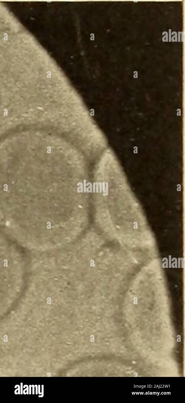 Induced cell-reproduction and cancer Stock Photo - Alamy