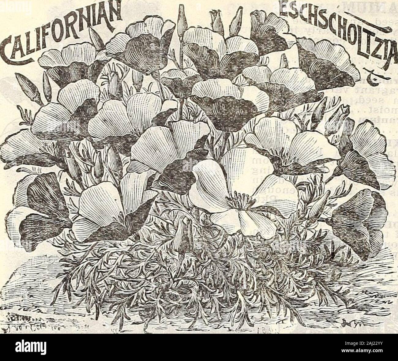 Farm and garden annual : spring 1907 . QIANT FLOWERED HELIOTEOPH. 68 CURRIE BROTHERS COMPANY, MILWAUKEE, WIS.. Double W^hite. .Double YellowDouble Mixed . EVEELASTING FLOWERS. Below we give a list of the six best sorts of everlastingflowers. They are of the easiest cultivation, seed of all thevarieties can be sown outdoors during- April and May. TheGomphrena should be sown in boxes in the Iiouse or in hot-beds,as it sometimes does not germinate well in the open ground.Suitable when dried for winter bouquets. For this purpose theflowers should be cut before fully expanded. H. A. ACROCLIjVUM.Sin Stock Photo