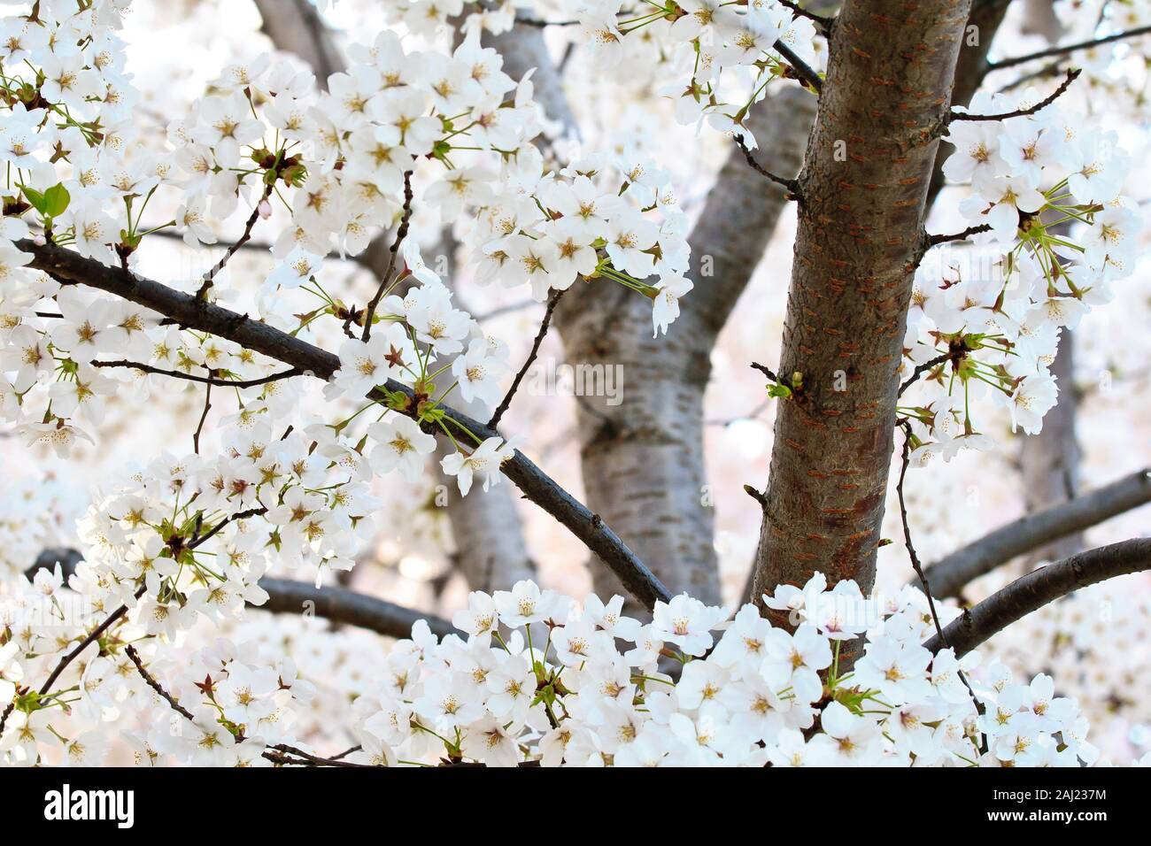 Cherry blossoms, Washington, DC, USA, North America Stock Photo