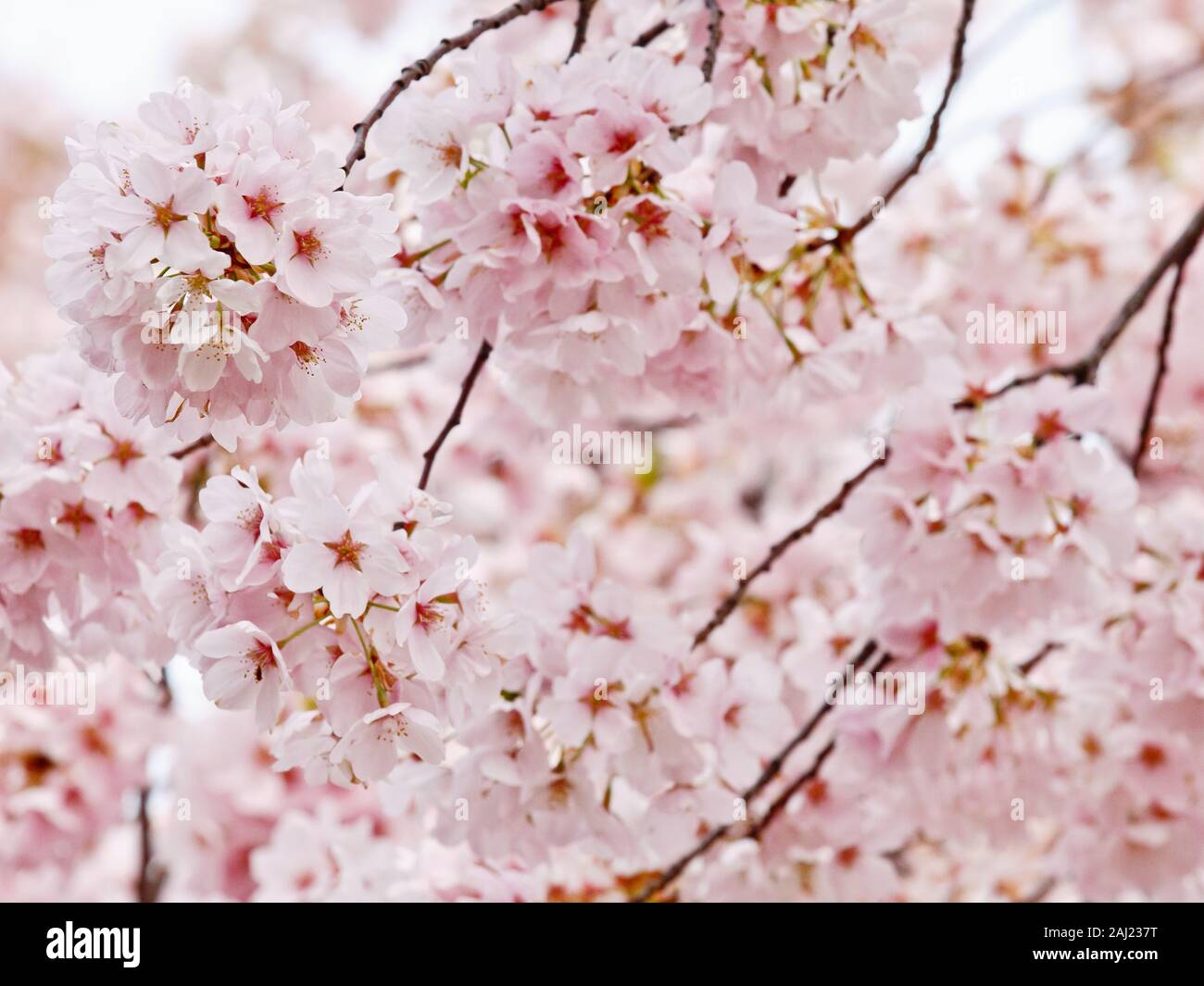 Cherry blossoms, Washington, DC, USA, North America Stock Photo
