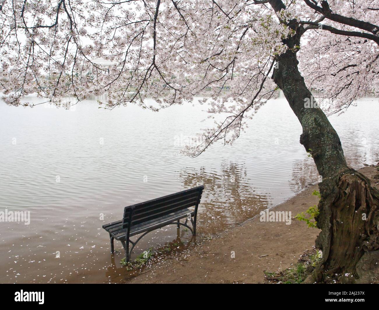 Cherry blossoms and Tidal Basin, Washington, DC, USA, North America Stock Photo