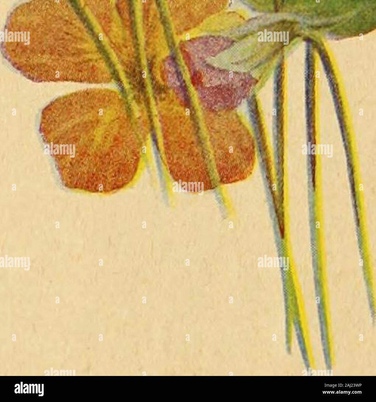 Vaughan's gardening illustrated . colors of all the tall Nasturtiums, the rich,velvety Lobbs varieties, Canary Bird Creeperand the new variegated-leaved varieties.I lb., $1.50; V, lb., 40c; 1 oz., 15c; pkt., 10c. Dwarf Nasturtiums 2308 Chameleon. Is unique in bearing flow-ers of quite distinct coloring on one and thesame plant. 2309 Crystal Palace Gem. Sulphur spottedmaroon. 2311 Empress of India. Very dark leaves, crimson flowers.23 12 Golden King. Pure golden yellow. 2313 King of Tom Thumbs. Intense deepscarlet dark foliage. 2314 King Theodore. Velvety red flowers,dark foliage. 2320 Regelian Stock Photo