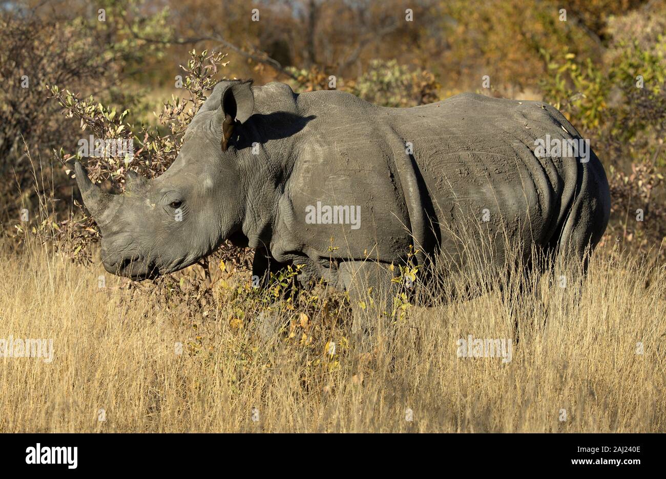 White rhinoceros (Ceratotherium simum) standing in the bush, Kruger National Park, South Africa, Africa Stock Photo