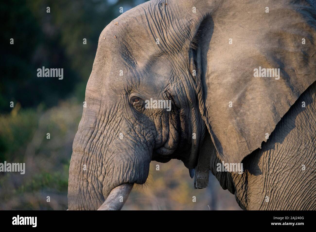 African Elephant (Loxodonta africana), Kruger National Park, South Africa, Africa Stock Photo