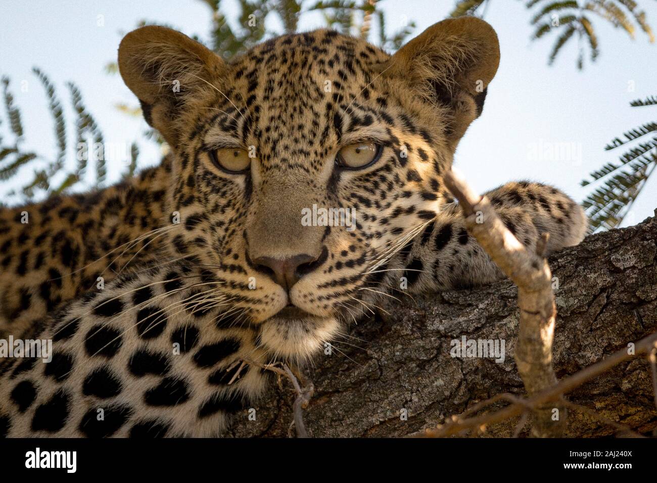 Leopard in tree (Panthera pardus), Kruger National Park, South Africa, Africa Stock Photo