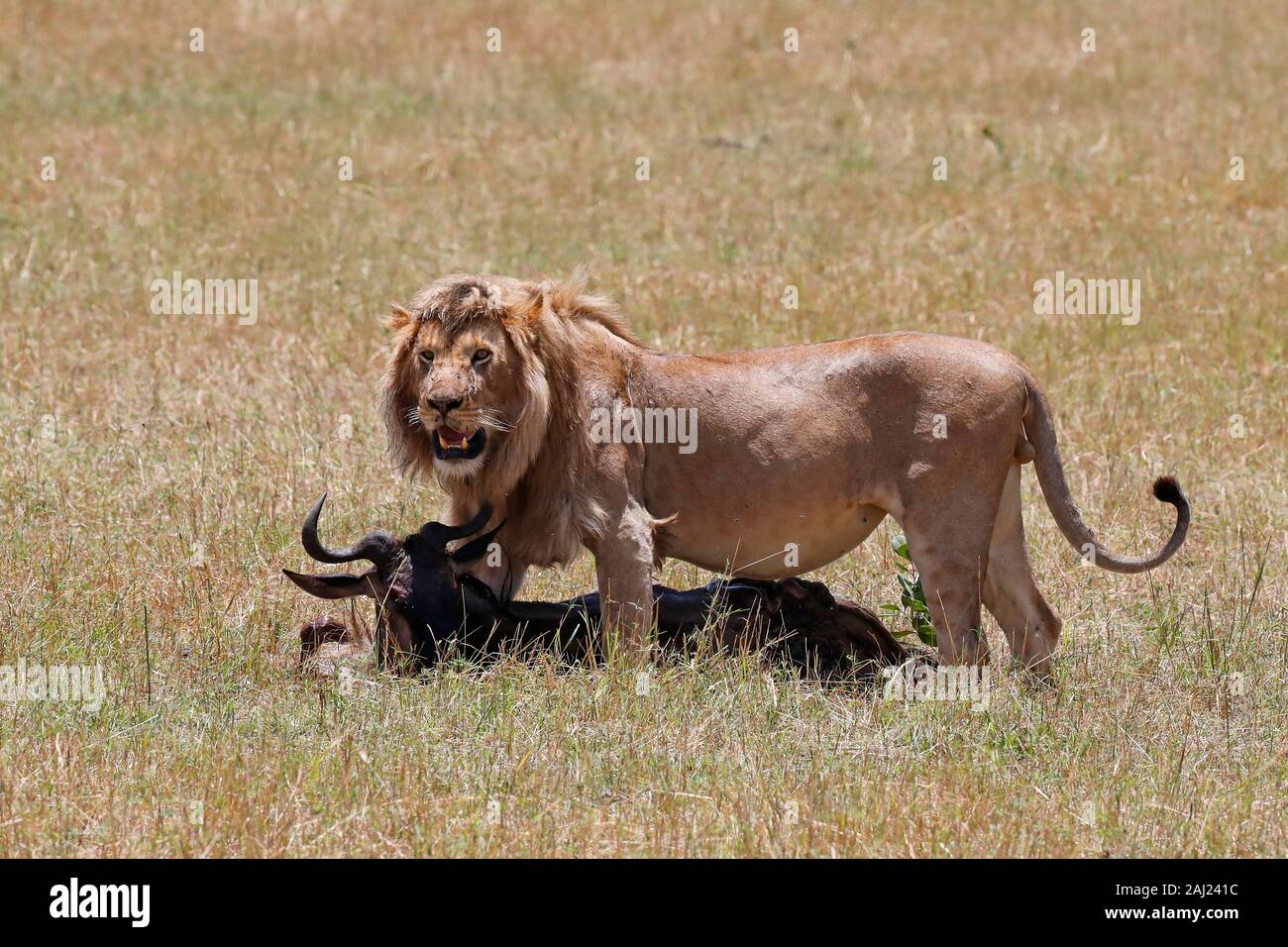 Lion (Panthera leo) with wildebeest kill in savanna, Masai Mara ...
