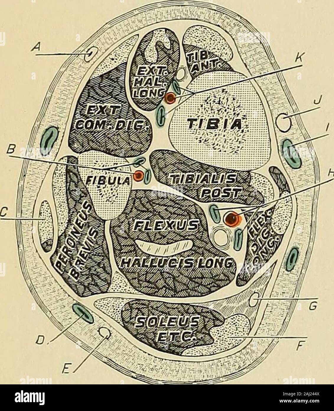 Posterior tibial nerve hi-res stock photography and images - Alamy